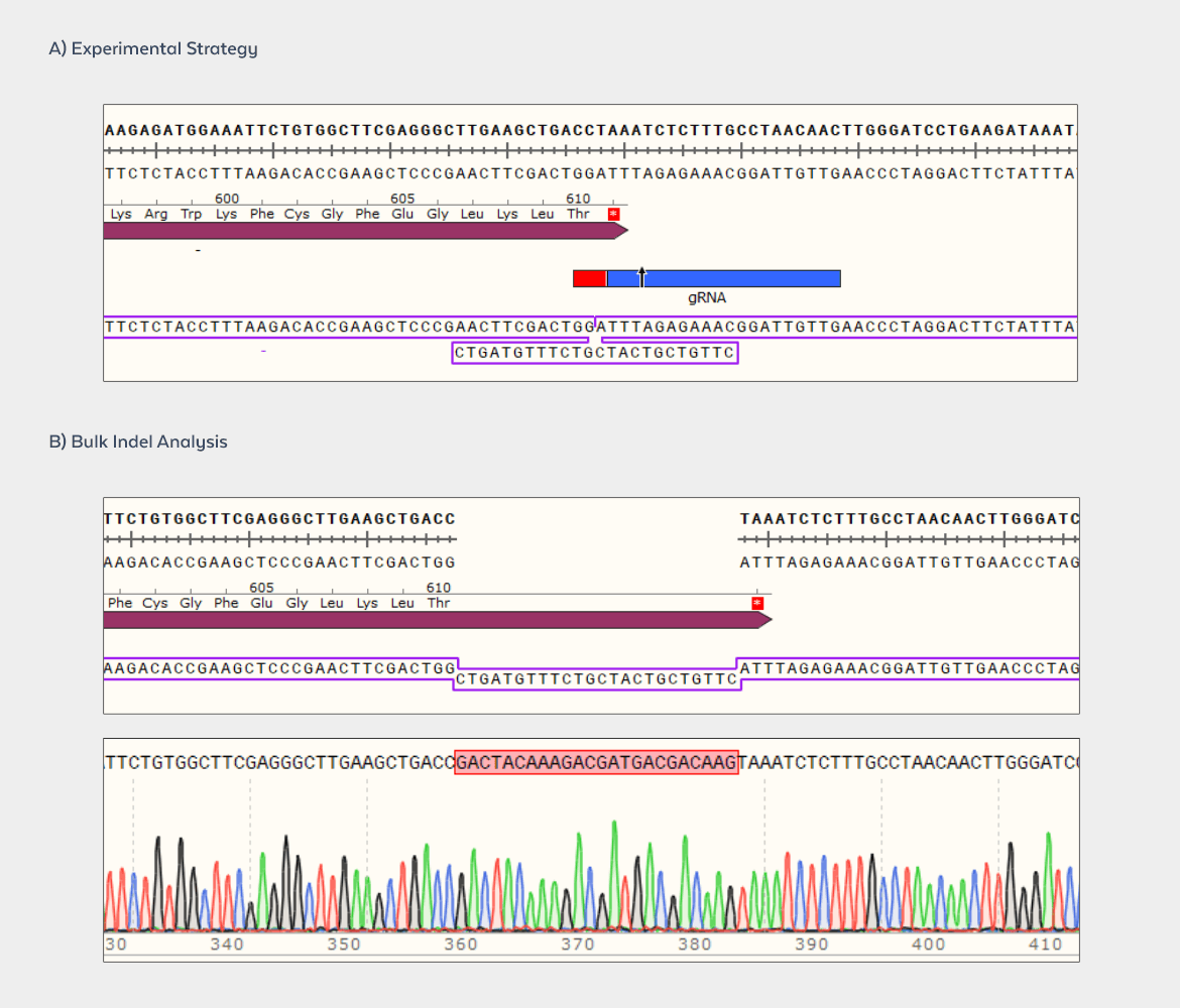 Epitope Tagging Project