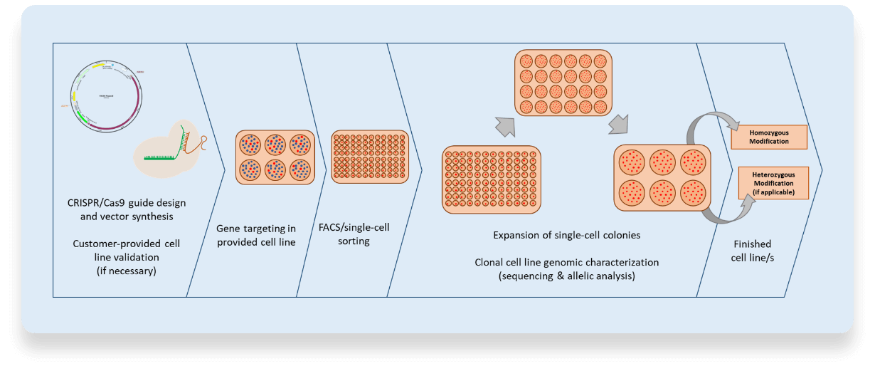 Genome Editing Timeline